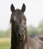 Ter dekking: gitzwarte Rocky Mountain Horse hengst, Hengst