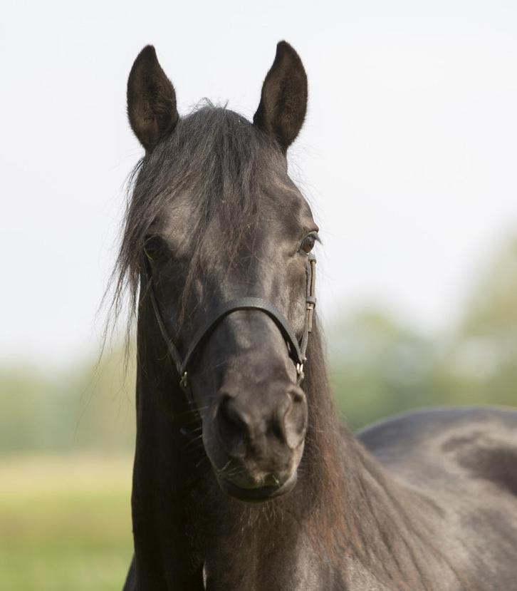 Ter dekking: gitzwarte Rocky Mountain Horse hengst, Dieren en Toebehoren, Paarden en Pony's | Dekhengsten en Fokmerries, Hengst