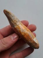 Holenbeer hoektand fossiel tand grottenbeer, Ophalen of Verzenden, Fossiel