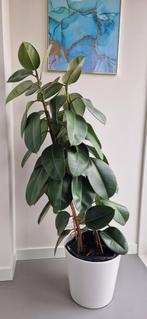 Grote rubberboom in aarden pot (IKEA SOJABÖNA), Ophalen, Ficus, Halfschaduw, In pot