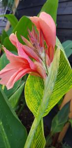 C. Pink Tiger uit Thailand / knollen, Tuin en Terras, Bloembollen en Zaden, Ophalen of Verzenden, Volle zon, Knol