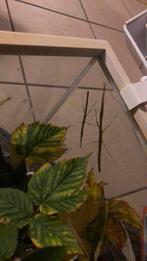 Wandelende takken, Wandelende tak