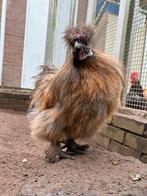 Silvian, zijdehoen haan, Dieren en Toebehoren, Pluimvee, Mannelijk, Kip