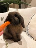 Hangoor-dwergkonijn, Dieren en Toebehoren, Konijnen, Mannelijk, Middelgroot, Hangoor, 0 tot 2 jaar