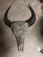 waterbuffel schedel met hoorns, Ophalen of Verzenden, Zo goed als nieuw, Wild dier, Schedel