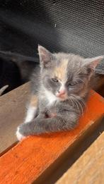 2 super mooie kittens te koop, Dieren en Toebehoren, Katten en Kittens | Raskatten | Korthaar, Poes