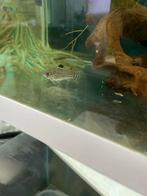 Kweekgroep corydoras trilineatus (9 stuks)