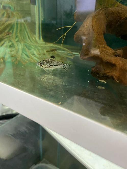 Kweekgroep corydoras trilineatus (9 stuks), Dieren en Toebehoren, Vissen | Aquariumvissen