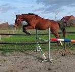 4 jarige KWPN ruin ALL MUSIC x CAMPBELL VDL, Dieren en Toebehoren, Paarden, Springpaard, B, Gechipt, Ruin