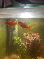 2 goudvissen en versiering, Dieren en Toebehoren, Vissen | Aquariumvissen, Vis