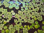 Stekjes drijfplanten aquarium, waterplanten, aquariumplant, Dieren en Toebehoren, Ophalen of Verzenden, Nieuw, Plant(en), Steen of Hout