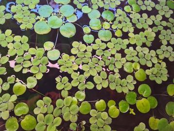 Stekjes drijfplanten aquarium, waterplanten, aquariumplant beschikbaar voor biedingen