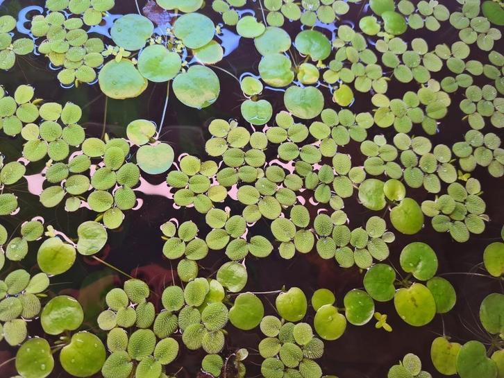 Stekjes drijfplanten aquarium, waterplanten, aquariumplant, Dieren en Toebehoren, Vissen | Aquaria en Toebehoren, Nieuw, Plant(en), Steen of Hout