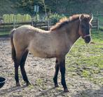 Koniks veulen, Dieren en Toebehoren, Merrie, Ontwormd, 0 tot 2 jaar