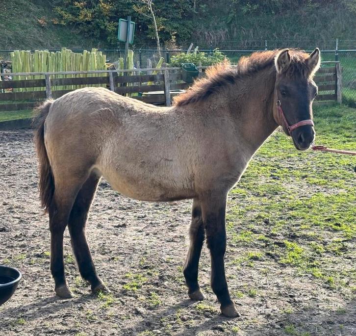 Koniks veulen, Dieren en Toebehoren, Pony's, Merrie, 0 tot 2 jaar, Ontwormd
