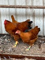 Trio New Hampshire krielen, Dieren en Toebehoren, Pluimvee, Meerdere dieren, Kip