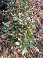 rhododendron, Tuin en Terras, Planten | Tuinplanten, Ophalen, Vaste plant, Overige soorten, Halfschaduw