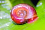 Gezocht roze of oranje posthoornslak, Dieren en Toebehoren, Vissen | Aquariumvissen, Slak of Weekdier
