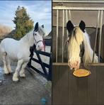 Verzorgster gezocht, Dieren en Toebehoren, Paarden en Pony's | Overige Paardenspullen, Ophalen of Verzenden, Overige soorten