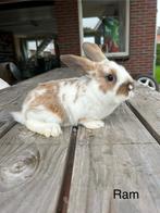 Te koop , handtamme jonge konijnen !, Dieren en Toebehoren, Konijnen, Meerdere dieren