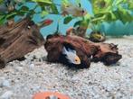 Microgeophagus Ramirezi Electric Blue Orange Head, Dieren en Toebehoren, Vissen | Aquariumvissen, Vis, Zoetwatervis