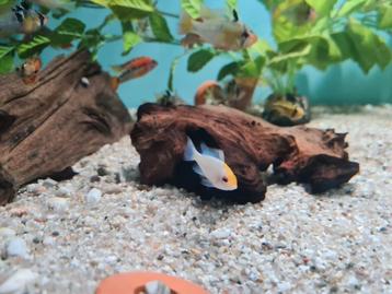Microgeophagus Ramirezi Electric Blue Orange Head beschikbaar voor biedingen