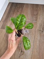 Hoya viola, Ophalen of Verzenden, Overige soorten, Minder dan 100 cm