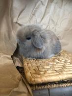 Minilop rammetje 8 wk blauw Japanner, Dieren en Toebehoren, Konijnen, Mannelijk, Dwerg