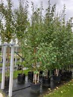 Meerstammige Himalaya berk, Tuin en Terras, Planten | Bomen, Ophalen of Verzenden, Bloeit niet, Volle zon, Overige soorten