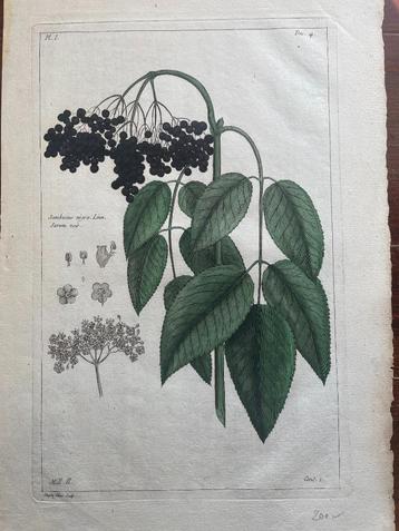 gravure Dupin Filius Sambucus nigra Linn. Sureau noir beschikbaar voor biedingen