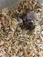 Te koop Syrische hamsters / goudhamsters, Hamster, Meerdere dieren, Tam, September