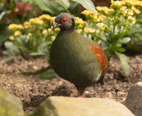 Roul roul hen gezocht, Dieren en Toebehoren, Vogels | Overige Vogels, Tropenvogel, Meerdere dieren