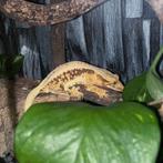Lilly white tricolor wimpergekko vrouw kweekklaar, Dieren en Toebehoren, Hagedis, 0 tot 2 jaar