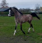 2,5 jarige Arabier hengst damespaard paard/pony, Dieren en Toebehoren, Pony's, E pony (1.48m - 1.57m), Dressuurpony, 0 tot 2 jaar