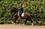 Te koop lieve 4 jarige ruin! Recreatie/project, 175 cm of meer, Gechipt, Ruin, Zadelmak