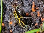 Ranitomeya french guyana  gele ventri, Dieren en Toebehoren, Reptielen en Amfibieën, Amfibie, 0 tot 2 jaar