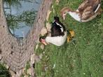 Kaapse eenden/Muskus eenden mannen 4 stuks, Dieren en Toebehoren, Pluimvee, Mannelijk, Eend