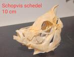Schedels diverse vissen, Ophalen of Verzenden, Nieuw, Overige soorten, Schedel