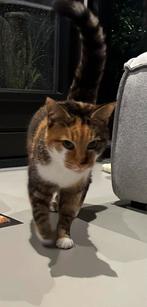 Lieve lapjeskat Nala zoekt een nieuw thuis met tuin, Dieren en Toebehoren, Katten en Kittens | Overige Katten, Poes, Kortharig
