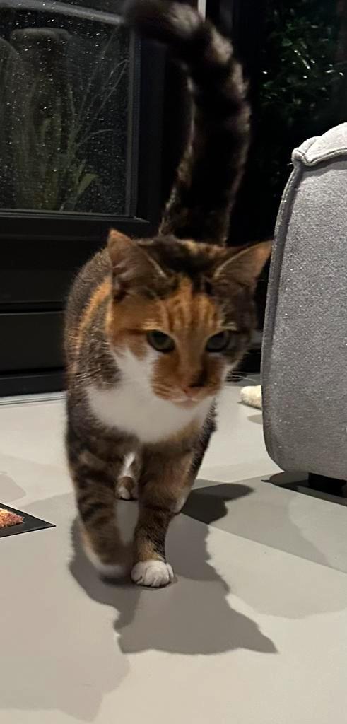 Lieve lapjeskat Nala zoekt een nieuw thuis met tuin, Dieren en Toebehoren, Katten en Kittens | Overige Katten, Kortharig, Poes