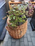 Plant, Ophalen, Overige soorten, Volle zon