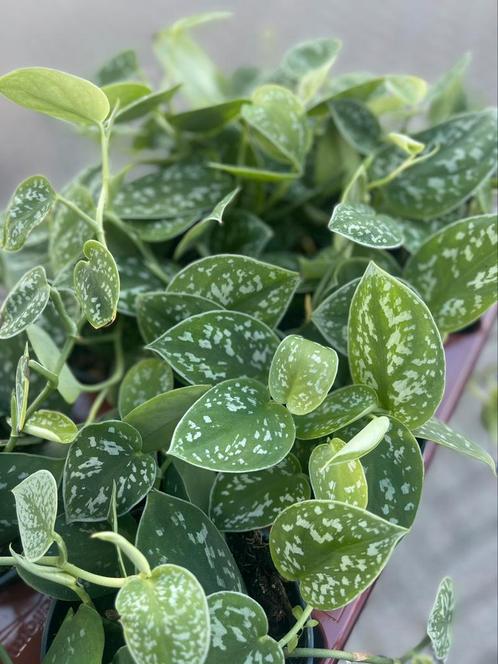 SCINDAPSUS PICTUS ARGYRAEUS, Huis en Inrichting, Kamerplanten, Overige soorten, Minder dan 100 cm, Groene kamerplant, Halfschaduw