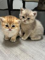 Schattige Britse korthaar kittens, Meerdere dieren
