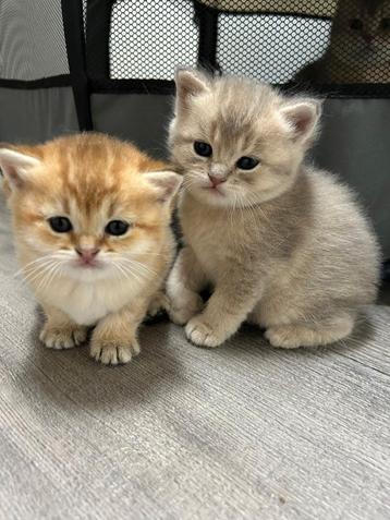 Schattige Britse korthaar kittens beschikbaar voor biedingen