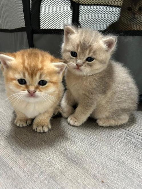 Schattige Britse korthaar kittens, Dieren en Toebehoren, Katten en Kittens | Raskatten | Korthaar, Meerdere dieren