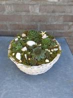 Schattig bakje met vetplantjes €8,50, Tuin en Terras, Ophalen, Zo goed als nieuw