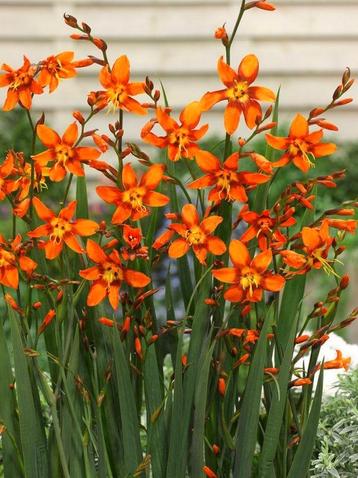 Crocosmia bollen beschikbaar voor biedingen