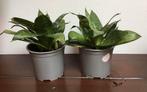 2 x vetplant Sansevieria Trifasciata Hahnii - per stuk, Minder dan 100 cm, Halfschaduw, Ophalen, Groene kamerplant