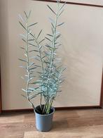 Kruiskruid kamerplant (senecio), Ophalen, 100 tot 150 cm, Overige soorten, Halfschaduw
