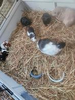 Cavia beertjes en zeugjes, Dieren en Toebehoren, Knaagdieren, Oktober, Meerdere dieren, Cavia